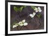 Dogwood Blossoms, Yosemite National Park, California, Usa-Rainer Mirau-Framed Photographic Print