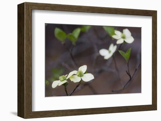 Dogwood Blossoms, Yosemite National Park, California, Usa-Rainer Mirau-Framed Photographic Print