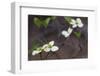 Dogwood Blossoms, Yosemite National Park, California, Usa-Rainer Mirau-Framed Photographic Print