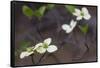 Dogwood Blossoms, Yosemite National Park, California, Usa-Rainer Mirau-Framed Stretched Canvas