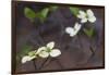 Dogwood Blossoms, Yosemite National Park, California, Usa-Rainer Mirau-Framed Photographic Print