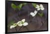 Dogwood Blossoms, Yosemite National Park, California, Usa-Rainer Mirau-Framed Photographic Print