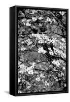 Dogwood Branch 2-Jeff Pica-Framed Stretched Canvas