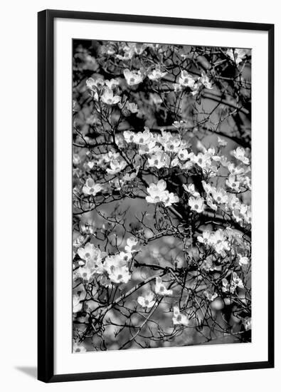 Dogwood Branch 2-Jeff Pica-Framed Photographic Print