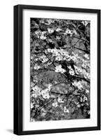 Dogwood Branch 2-Jeff Pica-Framed Photographic Print