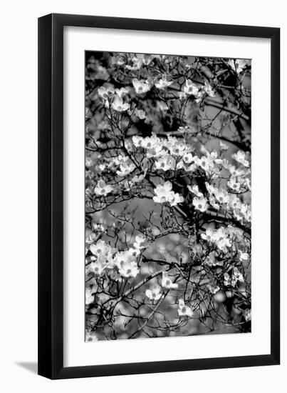 Dogwood Branch 2-Jeff Pica-Framed Photographic Print