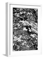 Dogwood Branch 2-Jeff Pica-Framed Photographic Print