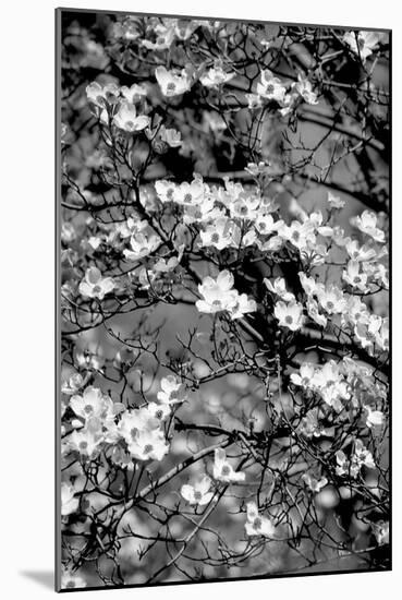 Dogwood Branch 2-Jeff Pica-Mounted Photographic Print