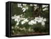 Dogwood Branch with Blooms-Anna Miller-Framed Stretched Canvas