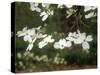 Dogwood Branch with Blooms-Anna Miller-Stretched Canvas