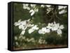 Dogwood Branch with Blooms-Anna Miller-Framed Stretched Canvas