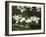 Dogwood Branch with Blooms-Anna Miller-Framed Photographic Print