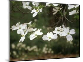 Dogwood Branch with Blooms-Anna Miller-Mounted Photographic Print