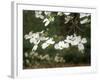 Dogwood Branch with Blooms-Anna Miller-Framed Photographic Print