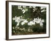 Dogwood Branch with Blooms-Anna Miller-Framed Photographic Print