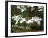Dogwood Branch with Blooms-Anna Miller-Framed Photographic Print