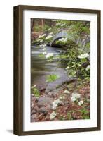 Dogwood Bridge-Vincent James-Framed Photographic Print