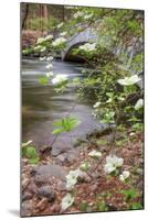 Dogwood Bridge-Vincent James-Mounted Photographic Print