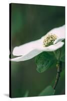 Dogwood Detail in Spring, Yosemite National Park-Vincent James-Stretched Canvas