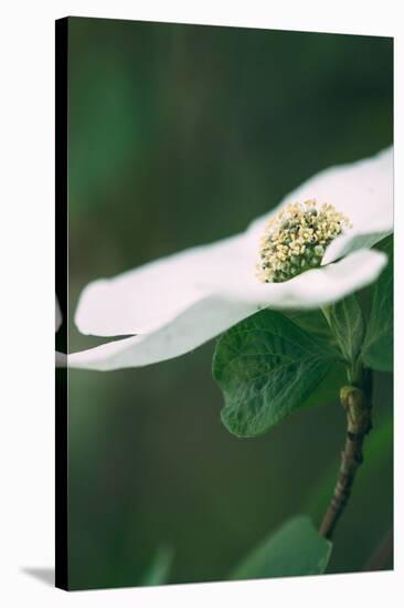 Dogwood Detail in Spring, Yosemite National Park-Vincent James-Stretched Canvas