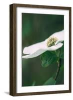 Dogwood Detail in Spring, Yosemite National Park-Vincent James-Framed Photographic Print