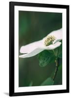 Dogwood Detail in Spring, Yosemite National Park-Vincent James-Framed Photographic Print