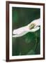 Dogwood Detail in Spring, Yosemite National Park-Vincent James-Framed Photographic Print