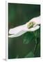 Dogwood Detail in Spring, Yosemite National Park-Vincent James-Framed Photographic Print