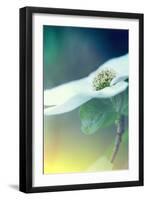 Dogwood Dream-Vincent James-Framed Photographic Print