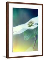 Dogwood Dream-Vincent James-Framed Photographic Print