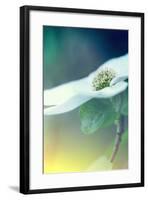 Dogwood Dream-Vincent James-Framed Photographic Print