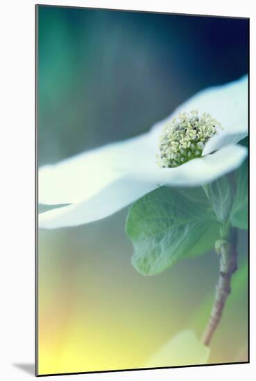 Dogwood Dream-Vincent James-Mounted Photographic Print