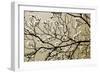 Dogwood I-Alan Hausenflock-Framed Photographic Print