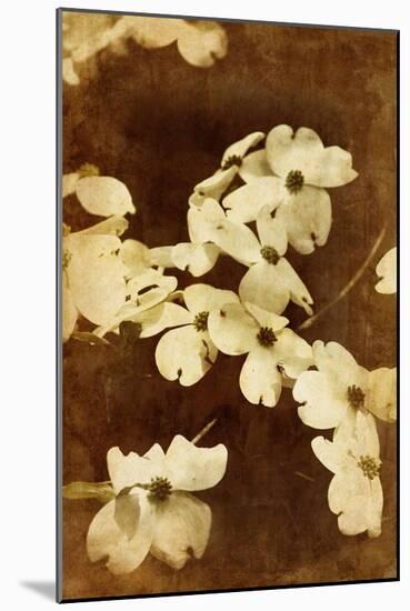 Dogwood I-Thea Schrack-Mounted Giclee Print