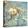 Dogwood II - Blossoming Tree-Amy Melious-Stretched Canvas