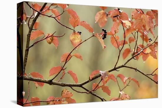 Dogwood in Autumn, with Raindrops-null-Stretched Canvas