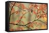 Dogwood in Autumn, with Raindrops-null-Framed Stretched Canvas