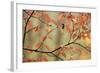 Dogwood in Autumn, with Raindrops-null-Framed Photographic Print