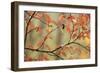 Dogwood in Autumn, with Raindrops-null-Framed Photographic Print