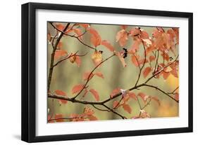 Dogwood in Autumn, with Raindrops-null-Framed Photographic Print