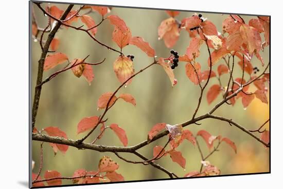 Dogwood in Autumn, with Raindrops-null-Mounted Photographic Print