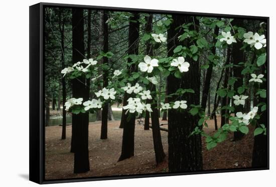 Dogwood in Bloom-Kevin Schafer-Framed Stretched Canvas