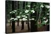 Dogwood in Bloom-Kevin Schafer-Stretched Canvas