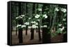 Dogwood in Bloom-Kevin Schafer-Framed Stretched Canvas