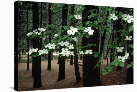 Dogwood in Bloom-Kevin Schafer-Stretched Canvas