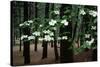 Dogwood in Bloom-Kevin Schafer-Stretched Canvas