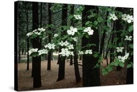 Dogwood in Bloom-Kevin Schafer-Stretched Canvas