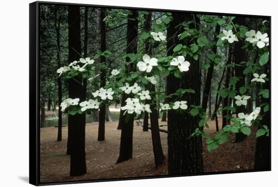 Dogwood in Bloom-Kevin Schafer-Framed Stretched Canvas