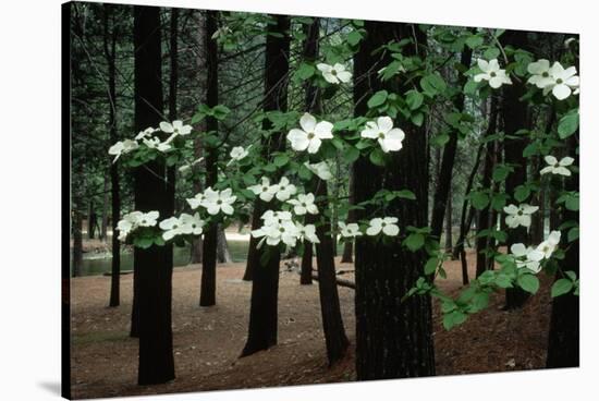 Dogwood in Bloom-Kevin Schafer-Stretched Canvas