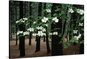 Dogwood in Bloom-Kevin Schafer-Stretched Canvas